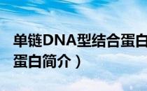 单链DNA型结合蛋白（关于单链DNA型结合蛋白简介）
