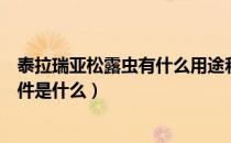 泰拉瑞亚松露虫有什么用途和用法（泰拉瑞亚松露虫生成条件是什么）