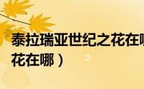 泰拉瑞亚世纪之花在哪里啊（泰拉瑞亚世纪之花在哪）