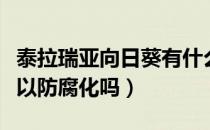 泰拉瑞亚向日葵有什么用（泰拉瑞亚向日葵可以防腐化吗）