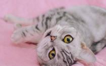 猫咪生完后第二天为什么流血
