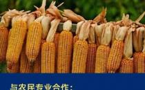 6元玉米和40%利润率，电商助农到底是不是伪命题