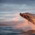 座头鲸有哪些独特的生活习性？