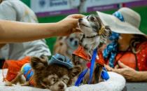 即将接管达拉斯的akc犬种