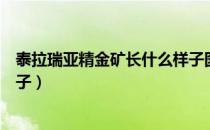 泰拉瑞亚精金矿长什么样子图片（泰拉瑞亚精金矿长什么样子）
