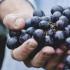 如何安全快速地洗掉葡萄外面的农药和灰尘？