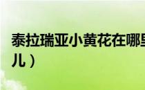 泰拉瑞亚小黄花在哪里（泰拉瑞亚太阳花在哪儿）