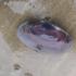 女子赶海意外捡到大量罕见紫房蛤
