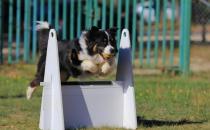 美国养犬俱乐部为espn2带来首届akc飞球狗挑战赛