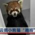 云南小熊猫翘班跑进学生宿舍