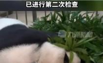 赠台大熊猫状况不佳躺地进食