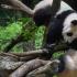 旅居卡塔尔大熊猫只听得懂四川话