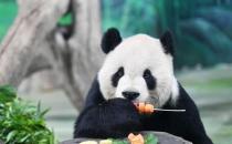 台北动物园谈团团遗体处置