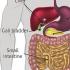 肠梗阻有哪些分类？