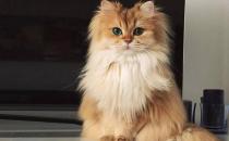 波斯猫总是流鼻涕怎么回事（可能是因为着凉或轻度鼻炎的现象造成的）