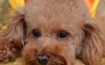 泰迪犬总是舔爪子是怎么回事（可能是身上有跳蚤或感染了皮炎）