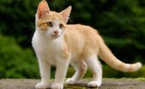 虎斑猫掉毛严重怎么办（在季节交换时出现掉毛）