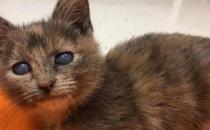 猫咪眼睛为什么雾蒙蒙的？（可能是患上了角膜炎和白内障）