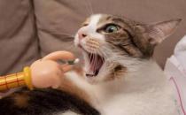 猫咪驱虫多久一次合适（每月一次）