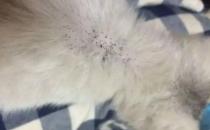 猫跳蚤怎么去除更彻底（药物结合跳蚤梳）