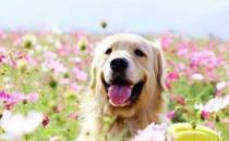 春季狗狗对花粉过敏怎么办（药物治疗）