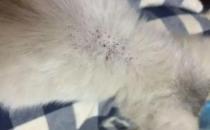​怎样去除猫咪身上的跳蚤（药物去除）