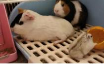 ​荷兰猪可不可以混养（可以）
