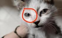 猫咪眼睛出现白斑是什么原因？（角膜炎等）