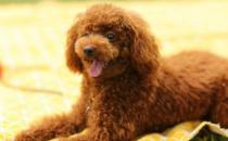 如何给狗狗进行驱虫？（定期为狗狗进行驱虫）