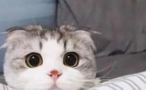 折耳猫是不是都会发病？（发病有一定的概率）