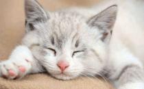 猫咪感冒了如何治疗？（多喝水和补充维生素）