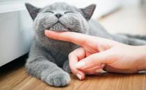 猫科动物中的“神仙”：了解猫咪的神奇能力