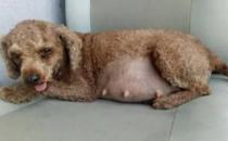 狗狗怀孕几个月生 来为你的狗狗准备吧