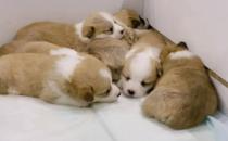 小奶狗好养吗   如何有效训练出听话的萌宠