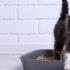 如何训练猫使用猫砂？