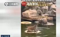 ​南京网红暴猴遭霸凌 自学划船长期水上漂 靠岸就被猴王打