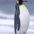 为什么企鹅可以在极寒的环境下生存 