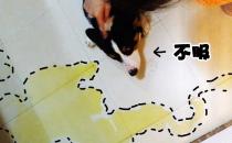 ​主人早上忘记带狗子出门尿尿结果就看到这一幕吓坏了
