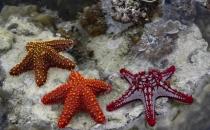 ​海星为什么被称为“海底蝗虫”