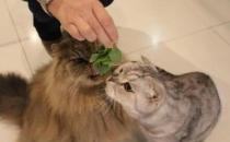 猫咪非常喜欢的猫薄荷有危害吗