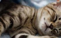 猫咪一天正常应该睡眠几个小时