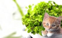 对猫有毒的植物 家中最好不要养