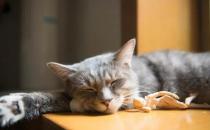 ​哪些食物不能随意给猫吃