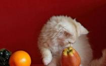 猫咪能吃水果吗