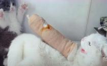 ​猫咪打架受伤了怎么办  这5步骤送医院前先照做