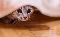 猫咪到新家后会出现应激反应吗