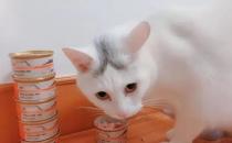 ​猫吃罐头腹泻的原因是什么 