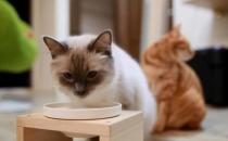 家养小猫的5个常见问题