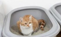 ​如何训练猫咪自己上厕所