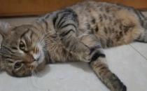 ​喂养狸花猫的方法